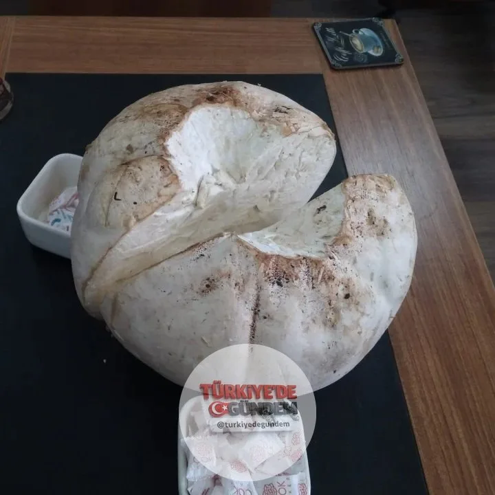Erzincan'da merada futbol topu sanılan cisim, 5 kilogram ağırlığında dev bir mantar çıktı.