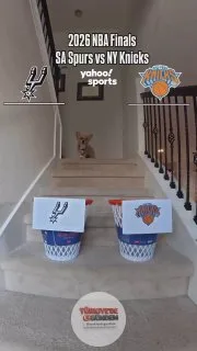 HEMEN YAPTIĞINIZ İŞİ BIRAKIN. WCF'DE 7'DE 7 YAPAN KÖPEK AIR CORGI, NBA FİNALLERİ İÇİN TAHMİNLERİNİ RESMEN AÇIKLADI.