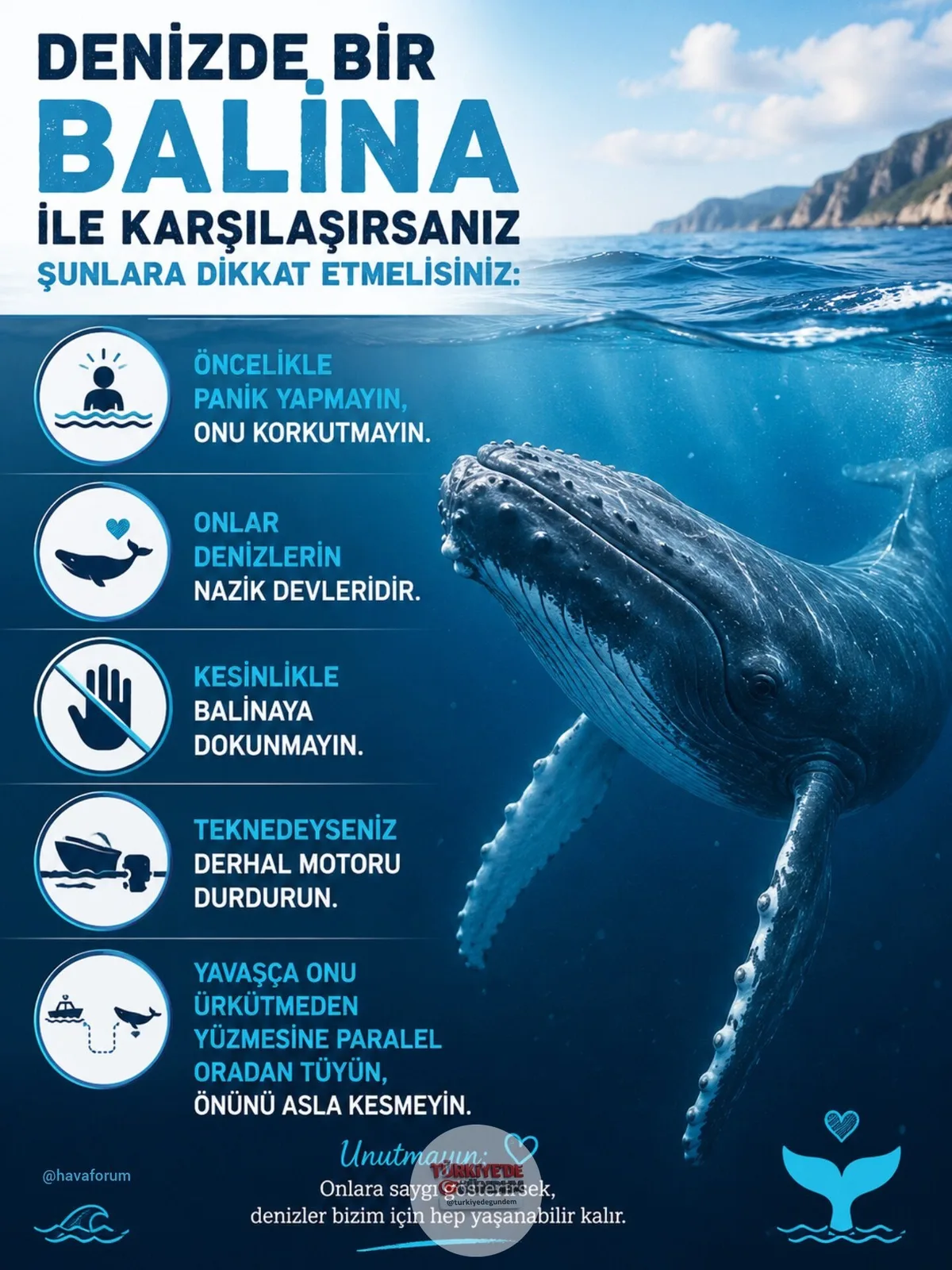 Denizde bir balina ile karşılaşıldığında nelere dikkat edilmelidir?