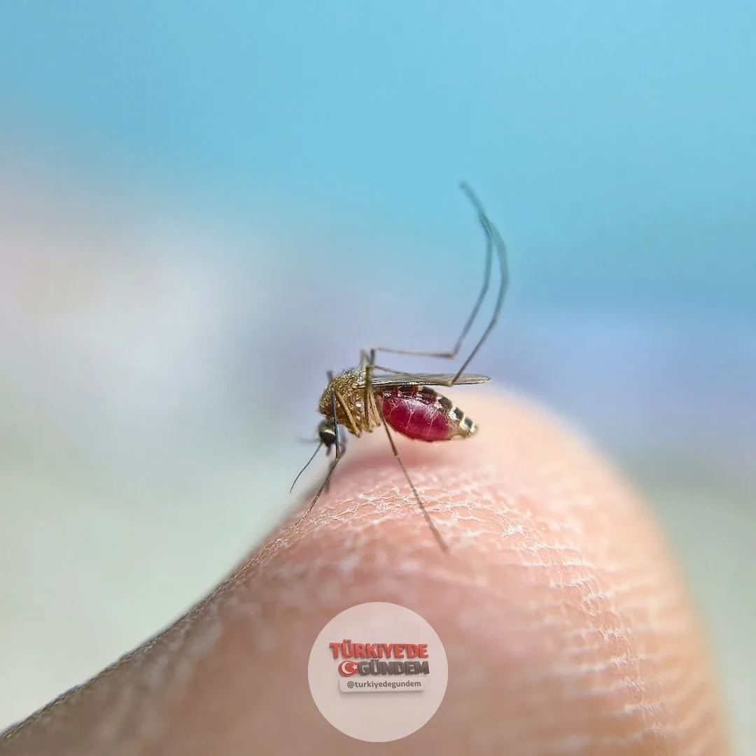 Bir mühendis, evindeki sivrisinekleri etkisiz hale getirmek için yapay zeka destekli bir lazer savunma sistemi geliştirdi.