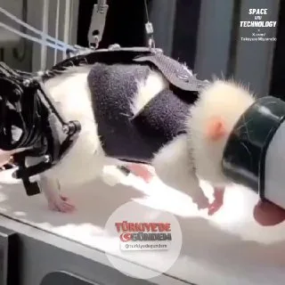 Tsukuba ve Nagoya üniversitelerinden araştırmacılar, nörorehabilitasyon çalışmaları için farelere yönelik hafif bir robotik dış iskelet geliştirdi. Dört çubuklu ve beş çubuklu bağlantılara sahip 2 serbestlik dereceli (DOF) bir sistem kullanan cihaz,