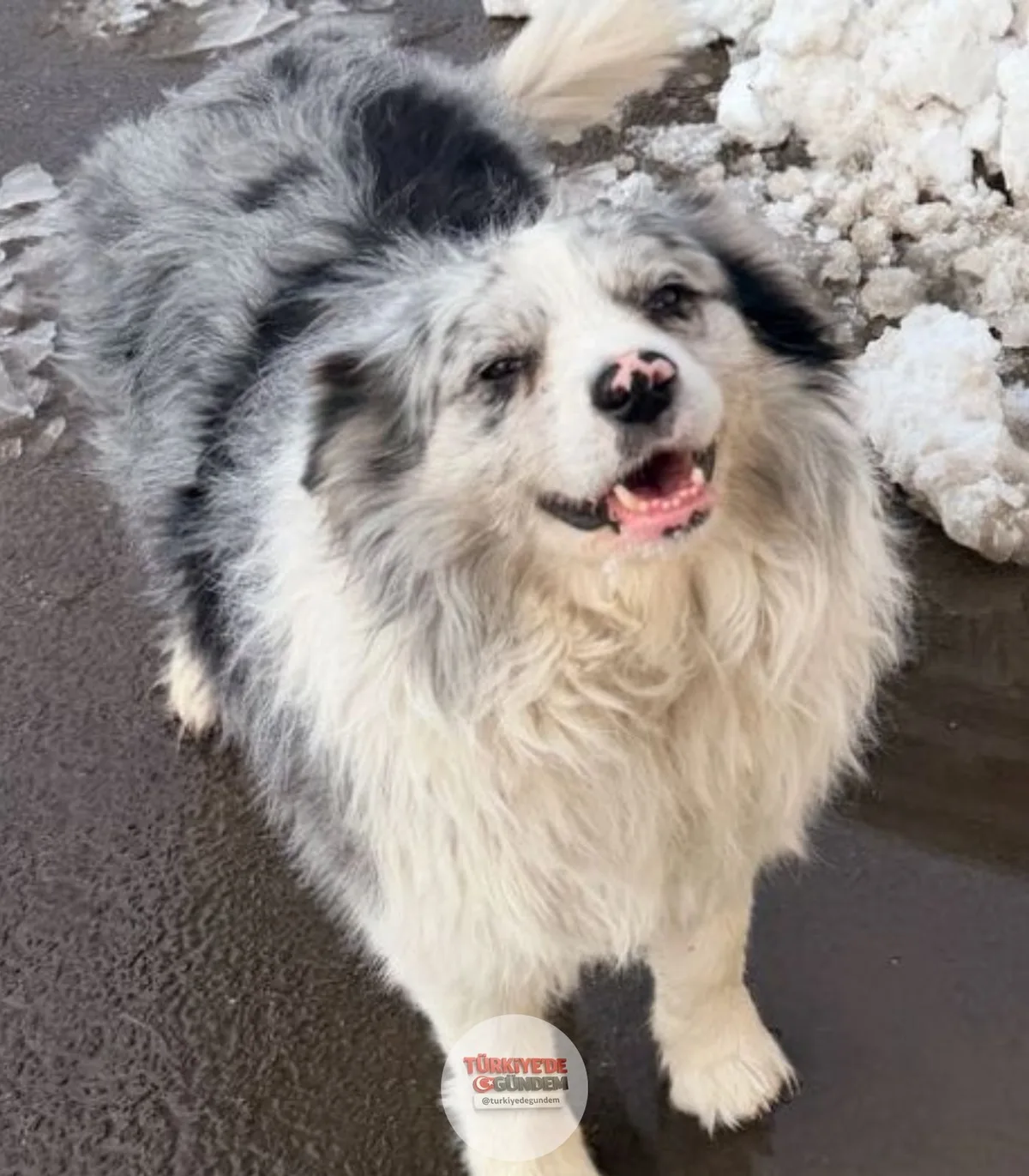 Sosyal medyada 1,5 milyon takipçisi bulunan bir Border Collie cinsi köpek, Çin'de çalındı. Çalınan köpek, 27 dolar karşılığında bir restorana satıldıktan sonra kesilerek pişirildi ve müşterilere servis edildi.