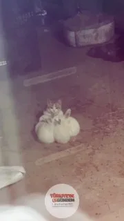 Bir kedi, tavşanlarla birlikte yumak halinde uyurken görüntülendi