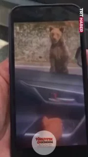 Romanya'da beslemeye çalıştığı bir ayının saldırısına uğrayan Bulgar turist, kolundan yaralandı. Yasak olmasına rağmen ayıyı besleyen turistin, yaklaşık 4 bin euro para cezası ödemek zorunda kalacağı belirtildi.