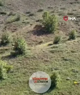 Elazığ'da koruma altındaki dağ keçileri sürü halinde görüntülendi