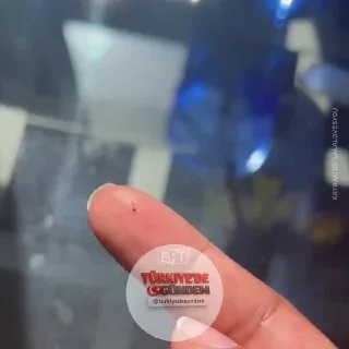 Amerika'da bir tırtılın kelebeğe dönüşüm süreci görüntülendi.