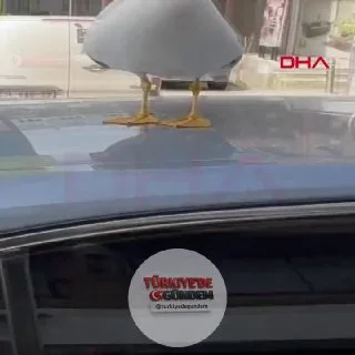 Kocaeli'nin Gebze ilçesinde esnaf Mehmet Esmer’in yaklaşık 2 aydır elleriyle besleyip, 'Pamuk' adını verdiği martı, dükkanın maskotu haline geldi