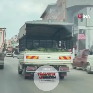 Adana'da yorgun düşen bir işçi, karpuz dolu kamyonetin kasasında uyudu