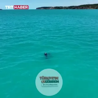 İstanbul Boğazı'nın turkuaz sularında yüzen yunuslar