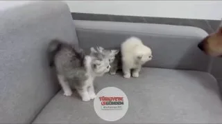 Anne kedi, yavrularına ev arkadaşı köpeğin zararsız olduğunu öğretiyor.