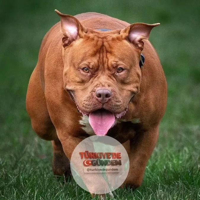 İngiltere'de çocukları tehlikeli köpeklerle gözetimsiz bırakanlara para cezası uygulanacak ve köpeklerine el konulabilecek.