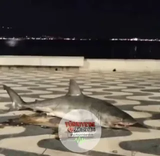 İzmir'de bir vatandaşın oltasına köpek balığı takıldı.