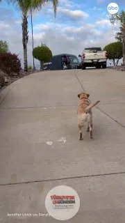 Kaliforniyalı bir ailenin köpeği, kargo paketlerini kapıdan alıp sahiplerine getirme gibi faydalı bir alışkanlık edindi.