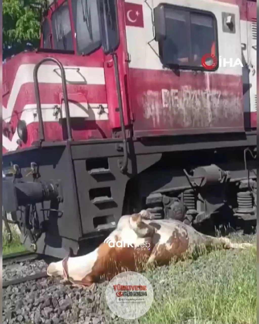 TRAJEDİ | Elazığ'da trenin çarptığı inek, tren ile raylar arasında sıkıştı. Hayvanın sahibi, ineğin acı çekerek ölmemesi için olay yerinde kesim yaptı.