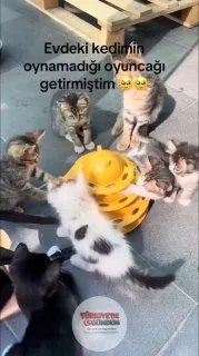 Bir kadın, kendi kedisinin oynamadığı oyuncağı sokak kedilerine götürdü; kediler oyuncağın etrafında toplanıp dakikalarca oynadı