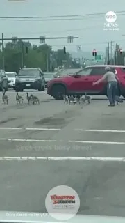 Ohio'da bir kadın, kaz sürüsünün işlek bir kavşaktan güvenli bir şekilde geçmesini sağlamak için trafiği durdurdu.