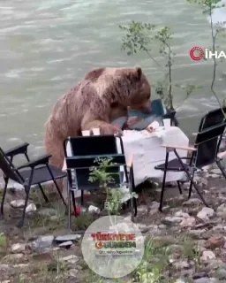 Tunceli'de bir ayı, piknik yapanların masasına yaklaşarak yiyeceklerden bir kısmını yedikten sonra bölgeden uzaklaştı.