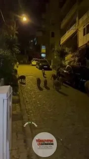İzmir sokaklarında dolaşan bir yaban domuzu sürüsü görüntülendi.