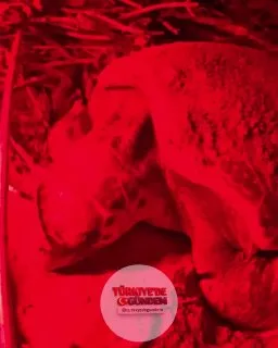 Belek Sahili'nde caretta carettanın yumurtlama anı görüntülendi;