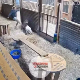 Kanada'da bir kadın, keçisine saldıran pumayı tekmeleyerek uzaklaştırdı.