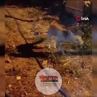 Çankırı'da vatandaşlar, karşılaştıkları bir tilkiye diyet bisküvisi ikram etti.