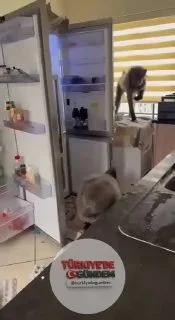 Namibya'da bir maymun sürüsü, baskın düzenledikleri bir evden yiyecek çaldı.
