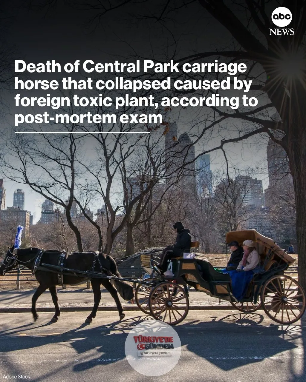 Central Park'ta geçen hafta iki yolcuyla gezinti yaptığı sırada yere yığılarak ölen fayton atının ölümüne, yabancı ve zehirli bir bitkinin neden olduğu açıklandı. Fayton sürücülerini temsil eden sendika tarafından paylaşılan nekropsi raporunda, atın