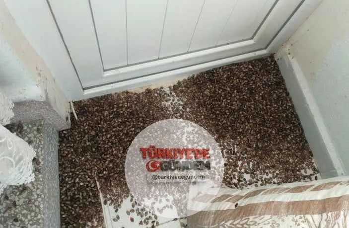 Osuruk böcekleri istilalarına hızla başladı.