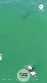 Bir drone pilotu, dev bir köpek balığının sörf tahtası üzerinde oturan bir sörfçüye ürkütücü bir şekilde yaklaştığı o nefes kesici anı görüntüledi.