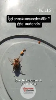 Bir kişi, iğnesini kullandığı için ölmek üzere olan bir işçi acıyı görüntüledi; "İğnesini kullanan bir işçi arının iç organları dışarı çıkmış. Son anlarını yaşıyor." "İğneyi batırdıktan sonra geri çekemiyor. Çektiği zaman da iç organları komple dışar