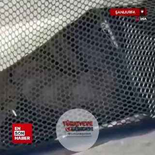Şanlıurfa'da bir ağaçtan bebek arabasının içine düşen yılan kısa süreli paniğe neden oldu. Olay sırasında bebek arabasının boş olması olası bir faciayı önledi.