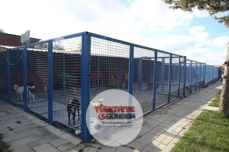 Erzurum Büyükşehir Belediyesi, Türkiye'de bir ilke imza atarak sokak hayvanlarına yönelik kısırlaştırma işlemlerinde laparoskopik yöntemi uygulamaya başladı.