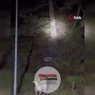 Ankara'da sokak köpekleri ile ayılar karşı karşıya geldi.
