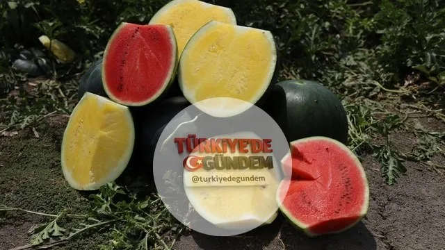 Adana'da 3 yıllık AR-GE çalışmasının sonucunda, dışı yeşil içi sarı "Tropical Sunshine" karpuz üretildi