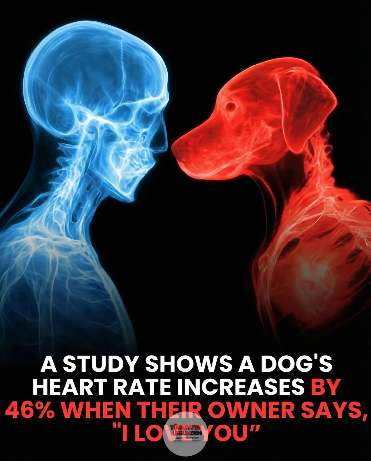 1-) 📰 Yapılan bir araştırma, köpeklerin "Seni seviyorum" cümlesini duyduklarında kalp atış hızlarının yüzde 46 oranında arttığını ortaya koydu. Uzmanlar, bu durumun köpeklerin sevginize fiziksel olarak yanıt verdiğinin kanıtı olduğunu belirtiyor.