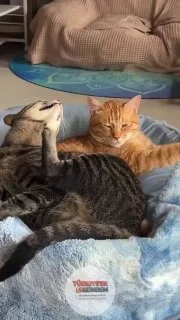 Kendi bakımını yaparken yanındaki tekir kediyi fark edip onun da bakımını yapmaya başlayan kedi.