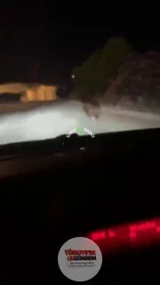 İzmir Seferihisar'da sokakta bir ayı görüldü.