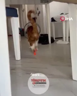 Burdur'da geçirdiği kaza sonucu arka iki patisi ampute edilen Balım isimli kediye, dünyada az sayıda örneği bulunan 3D yazıcı ile üretilmiş özel bir protez takıldı.