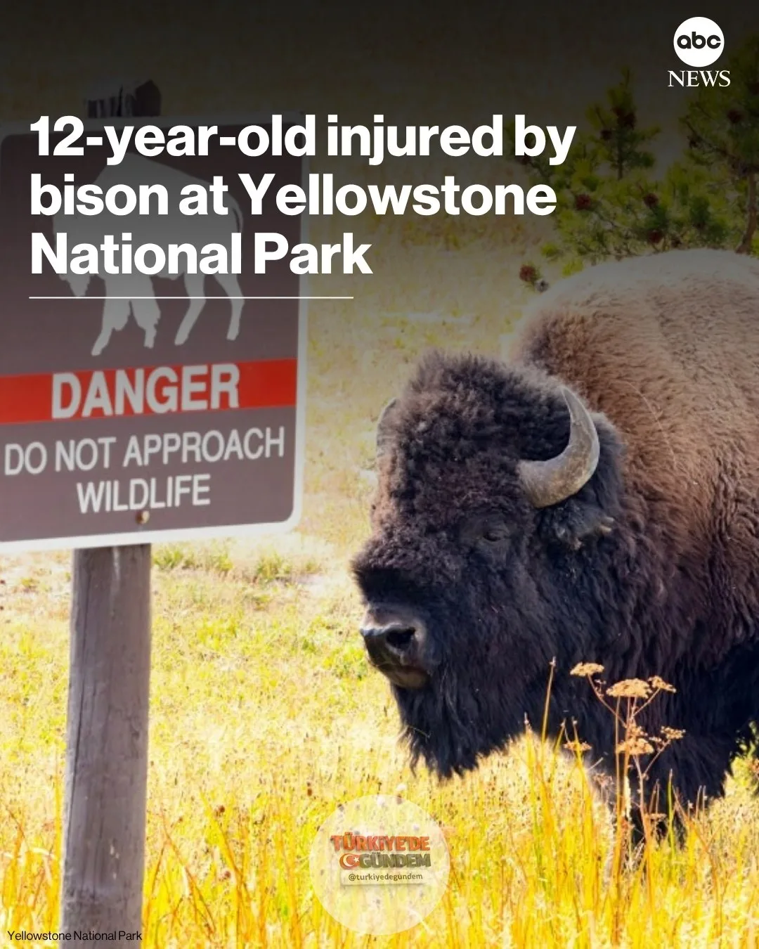 Wyoming'deki Yellowstone Ulusal Parkı'nı ziyaret eden bir çocuk, bizon saldırısı sonucu yaralandı. Park yetkilileri, 12 yaşındaki ziyaretçinin hastaneye kaldırıldığını belirtirken, yaralanmanın boyutuna ilişkin detay vermedi.