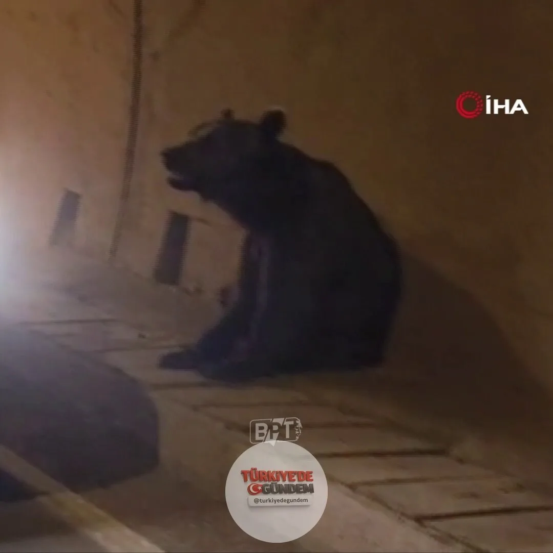 Karabük'te bir tünel içerisinde otomobilin çarptığı ayı, çaresizce yere oturarak çevresini izlemeye başladı.