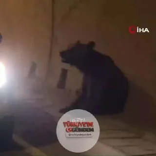 Ayı yaşamını yitirdi.