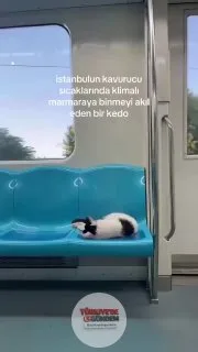 İstanbul'daki sıcaklardan bunalan bir kedi, serinlemek için Marmaray'a bindi.