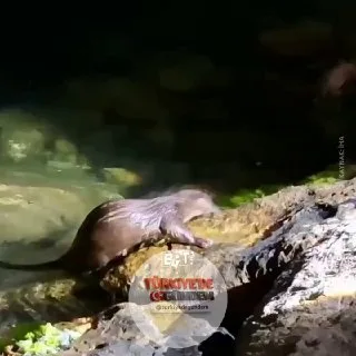Amasra'da balıkçılar, yakaladıkları balıklarla su samurlarını besledi.