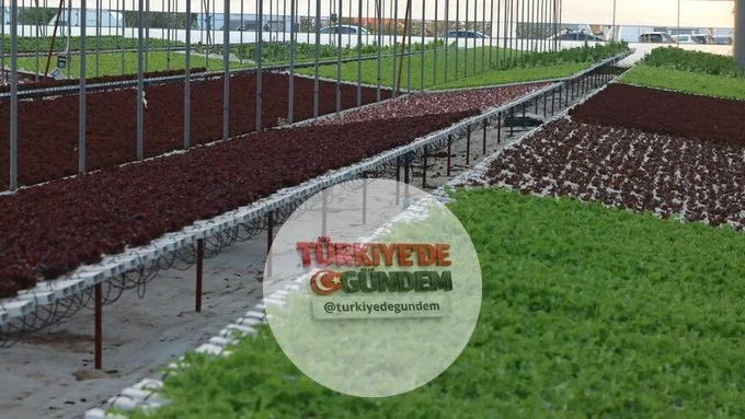 İstanbul'da topraksız tarım yatırımları artıyor. Kentte faaliyet gösteren 29 topraksız tarım işletmesinde domates, biber, çilek ve mantar gibi ürünlerin yıllık üretimi 950 bin 712 kilograma ulaşırken; marul, kıvırcık, maydanoz ve roka gibi yeşil yapr