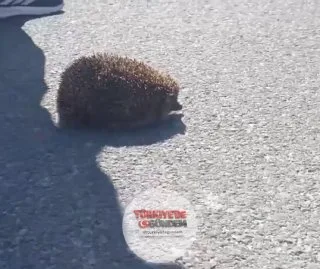 Tekirdağ'da bir polis memuru, yangından kurtardığı kirpiye su verdi.