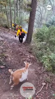Colorado'da meraklı bir keçi, bir grup itfaiyeciye yangın bölgesine kadar eşlik etti; hatta yol üzerindeki çalıları yiyerek alev almalarını engellemeye yardımcı oldu.